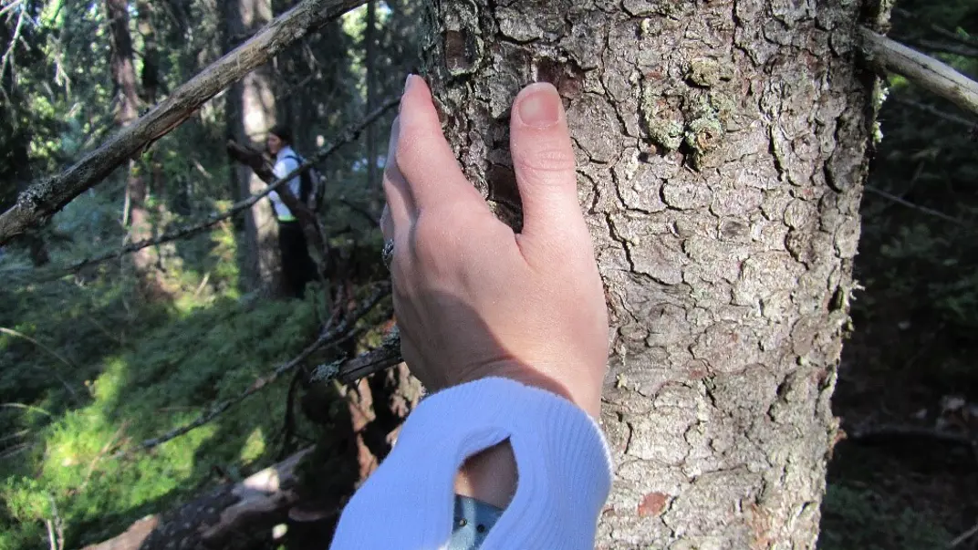 Hand on tree stem
