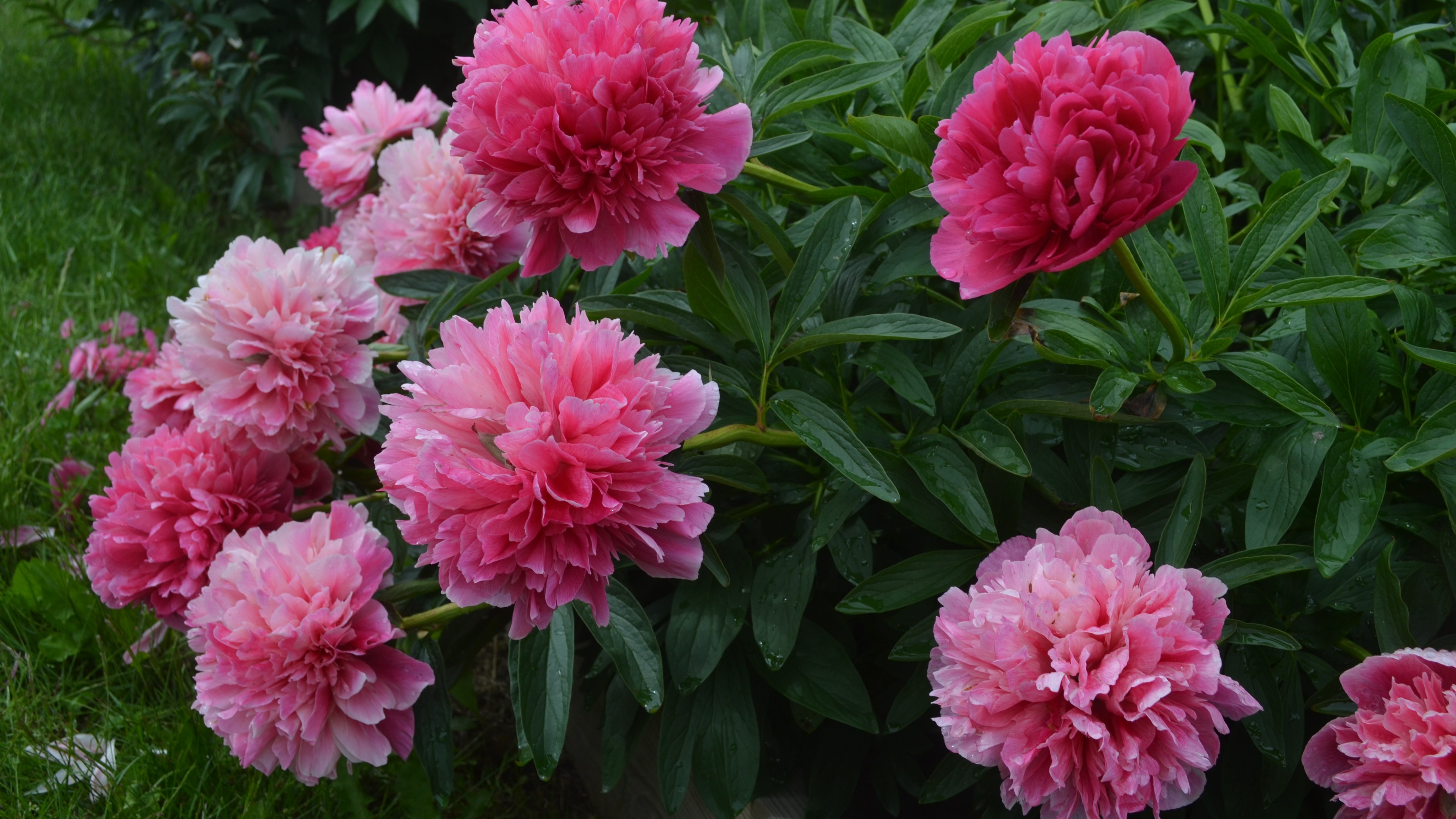 Närbild av en rosablommande bondpion. Blommorna bleknar med åldern, så på plantan finns både mörkt rosa blommor och ljust rosa blommor. 