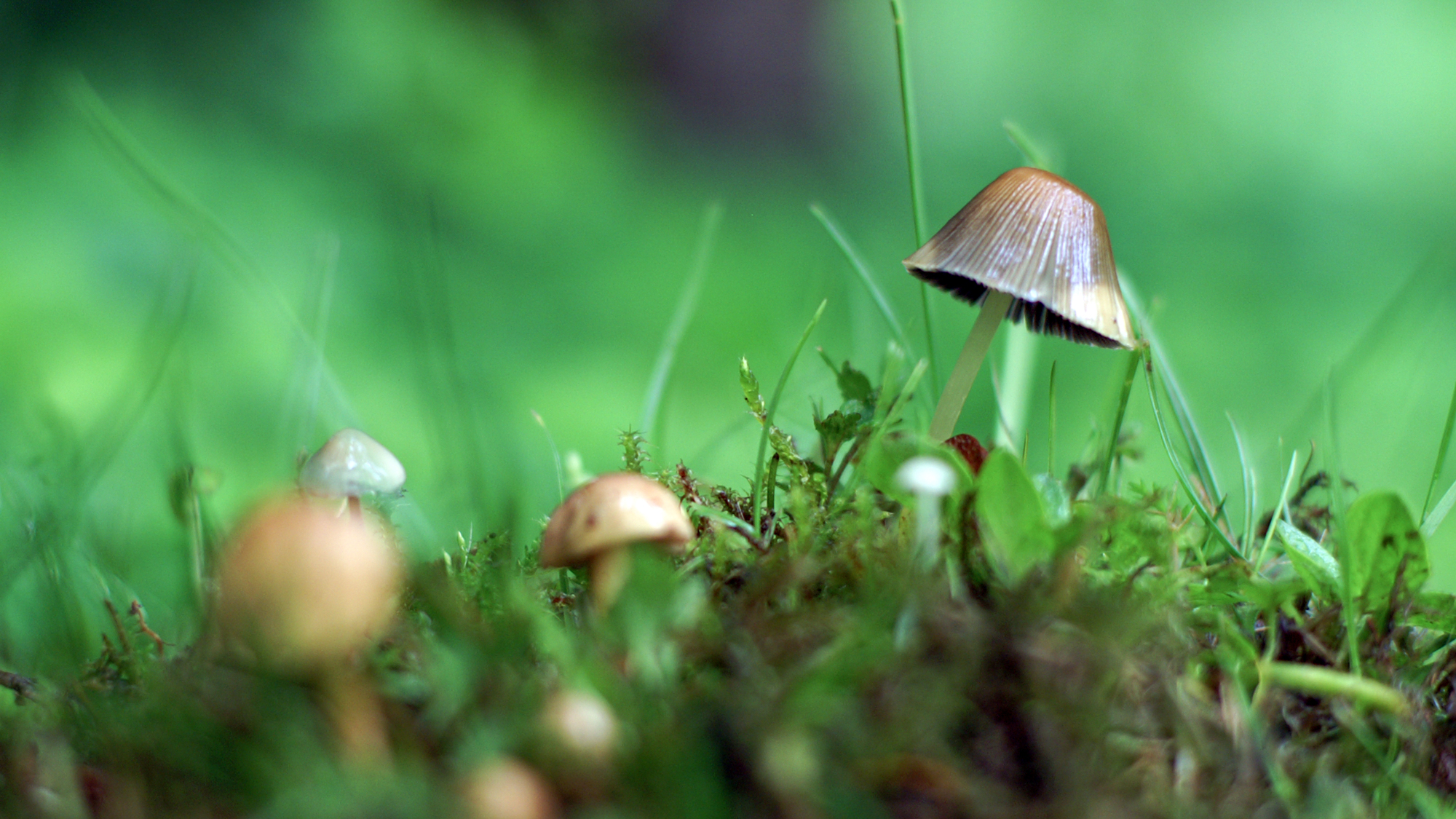 Närbild på svampar i en gräsmatta. Foto.