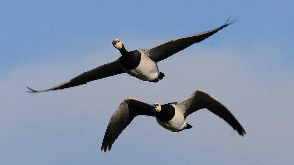 Två flygande gäss