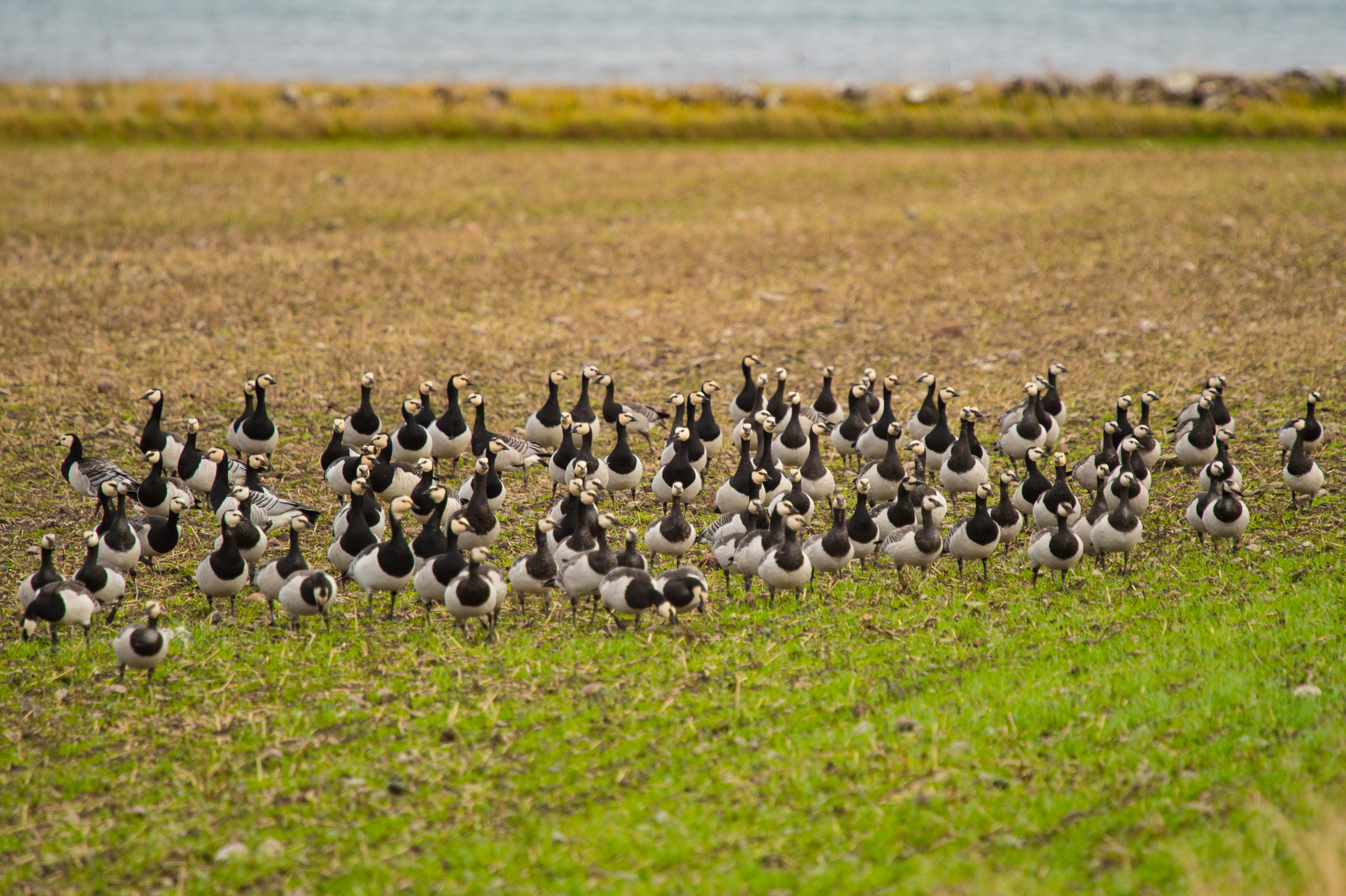 Vitkindad gås på höstveteåker