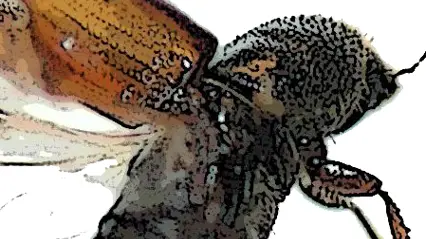 Spruce bark beetle. Photo.