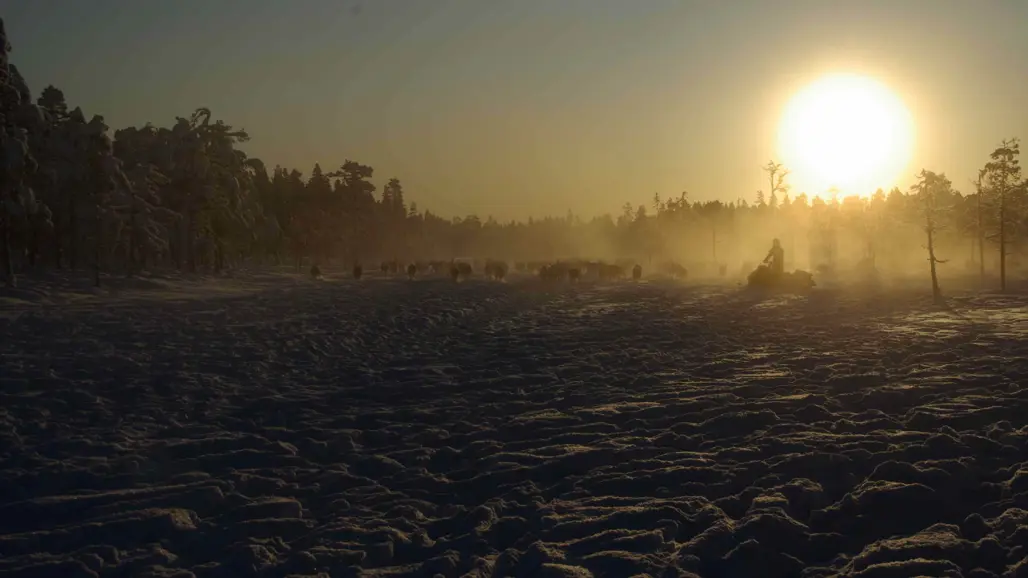 En skoterförare driver renar i motljus
