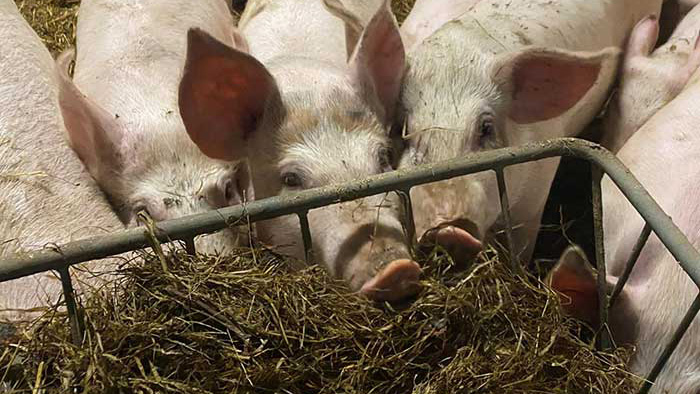 Several pigs in a row eating pasture from a feed trough.