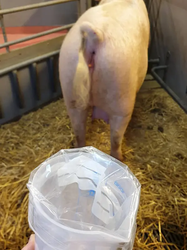 Urinuppsamling på en gris.