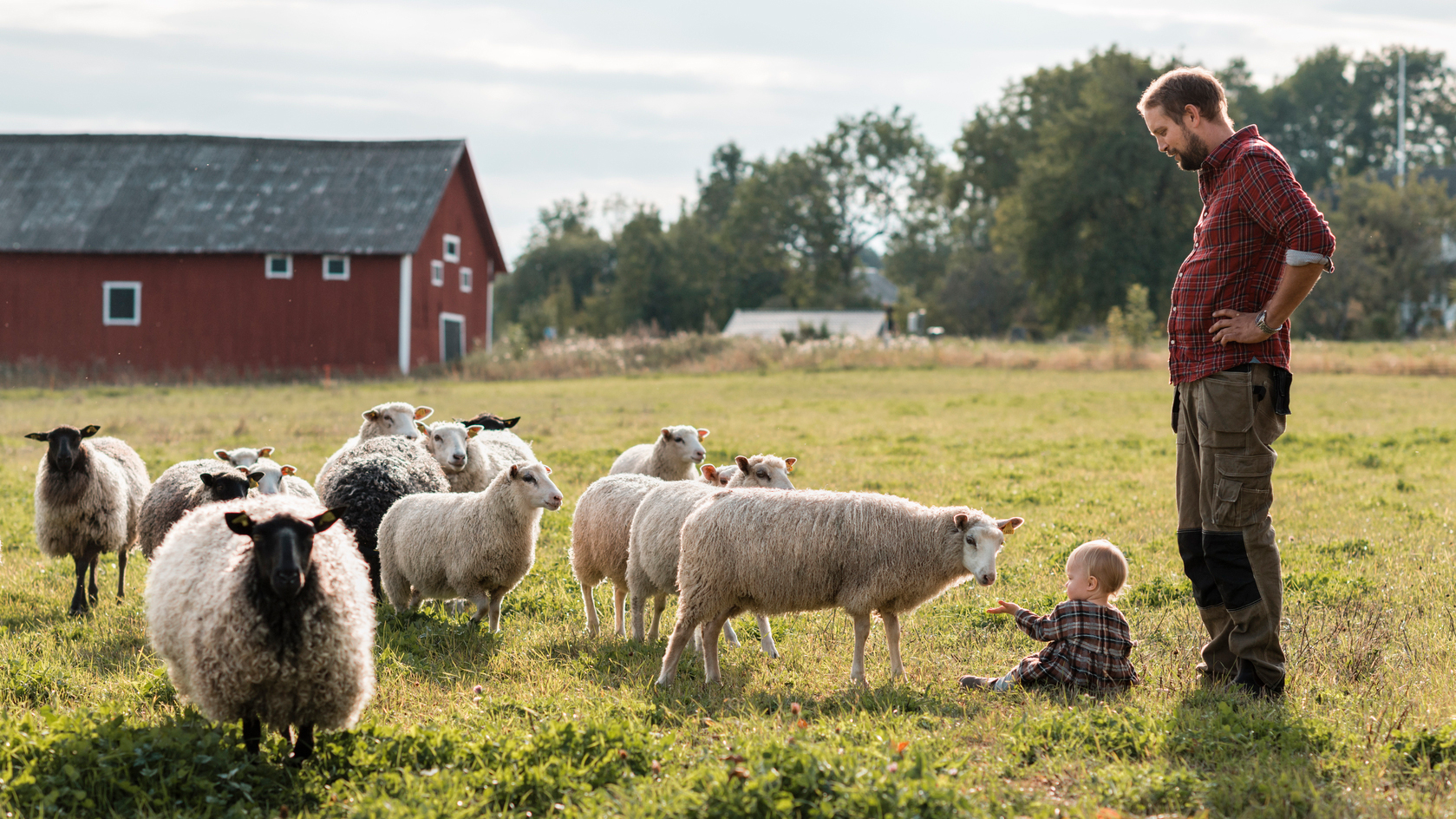 En man och en bebis med får utomhus. Foto.
