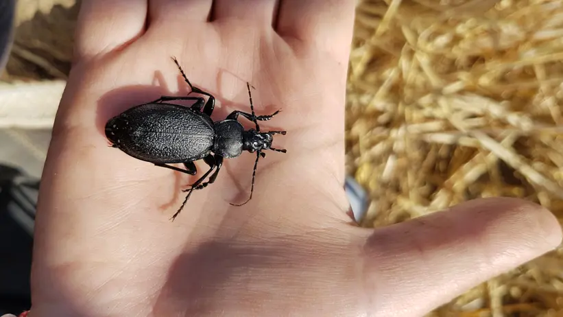 A large beetle in a hand. Photo.