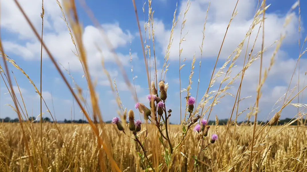 Thistles in a field. Photo.