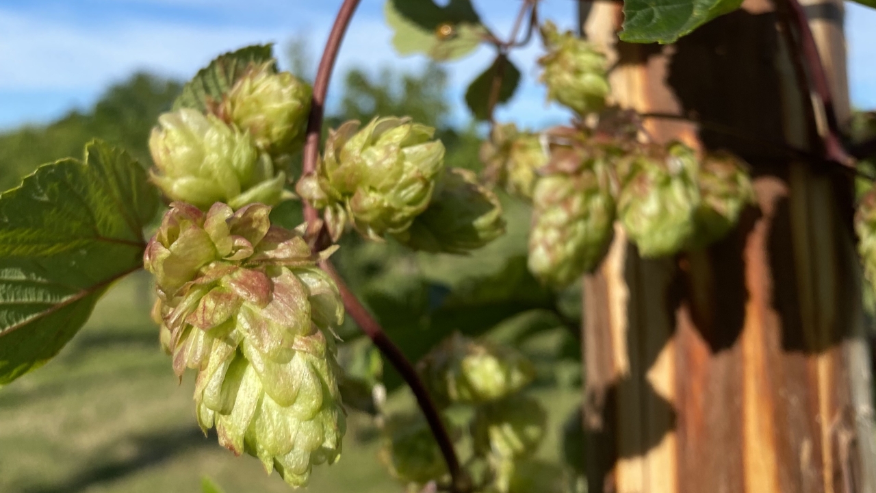 Foto av Grönt kulturarv®s humle 'Böle'. Fotot visar en närbild på ljusa humlekottar i varierande storlek, samt enstaka flikiga blad. Humlen växer med rödbruna rankor kring en stör. I bakgrunden syns grön gräsmatta och blå himmel med vita slöjmoln.