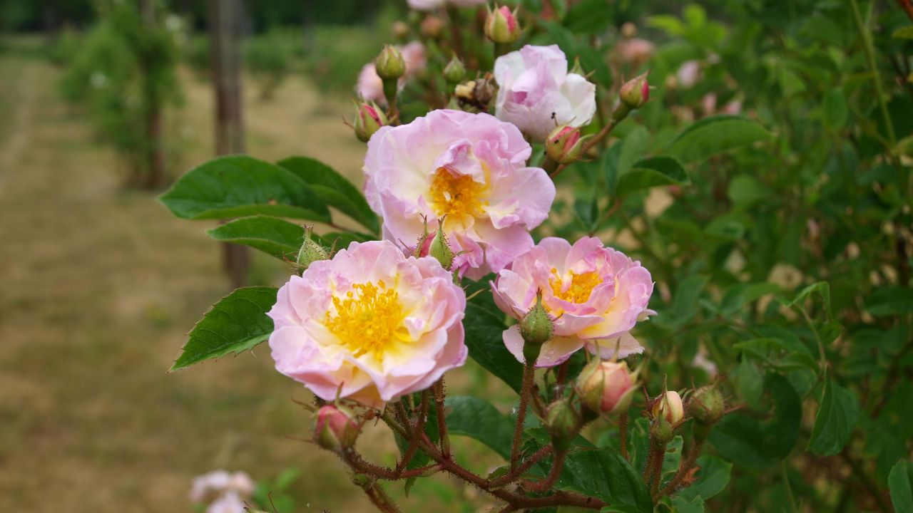 Närbild av Grönt kulturarvs-rosen 'Agda'. Tre fullt utslagna blommor som går i rosa och vitt med skarpt gula pistiller tillsammans med ännu outslagna knoppar. I bakgrunden syns stolpar med fler klätterrosor.