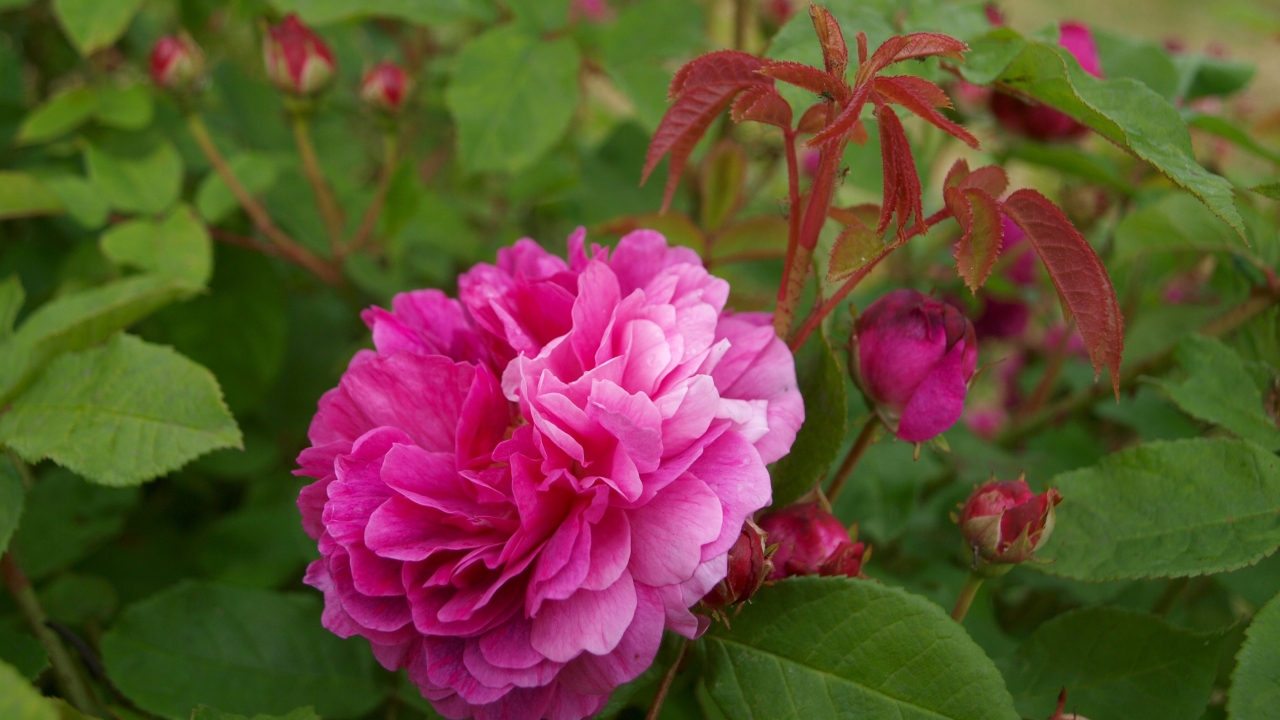 Närbild av Grönt kulturarv®s rosen 'Farmor Selma. En stor, fylld och mörkt rosa blomma är i centrum tillsammans med ett grönrött bladårsskott. I bakgrunden syns rosenknoppar och det gröna bladverket.