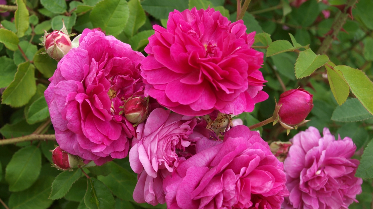 Närbild av Grönt kulturarv®s rosen 'Farmor Selma. Fotot visar fem tättsittande fyllda mörkrosa blommor och en rosenknopp. I bakgrunden syns det gröna bladverket och taggiga stjälkar.