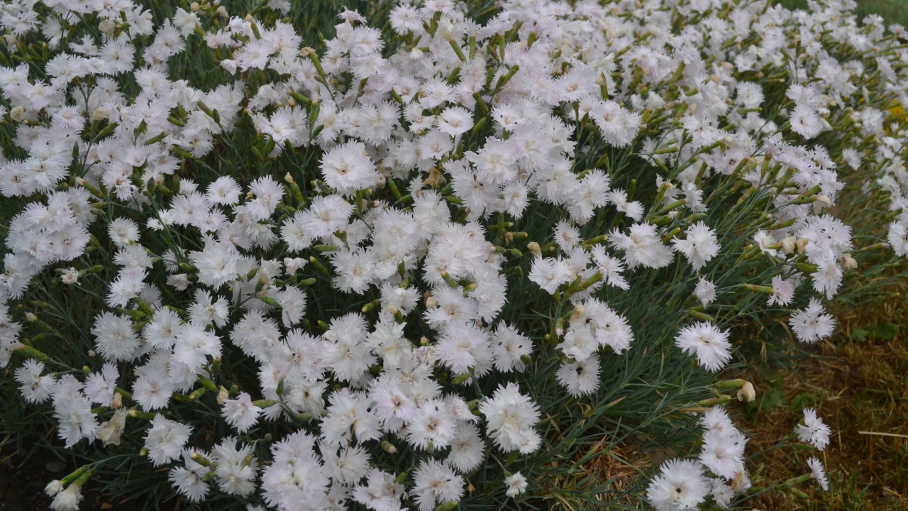 Grönt kulturarv®s fjädernejlikan 'Frösön' blommar i mängd med sina fjäderlika vita blommor med krämvit mitt. Inemellan syns outslagna knoppar och det mintgröna bladverket.