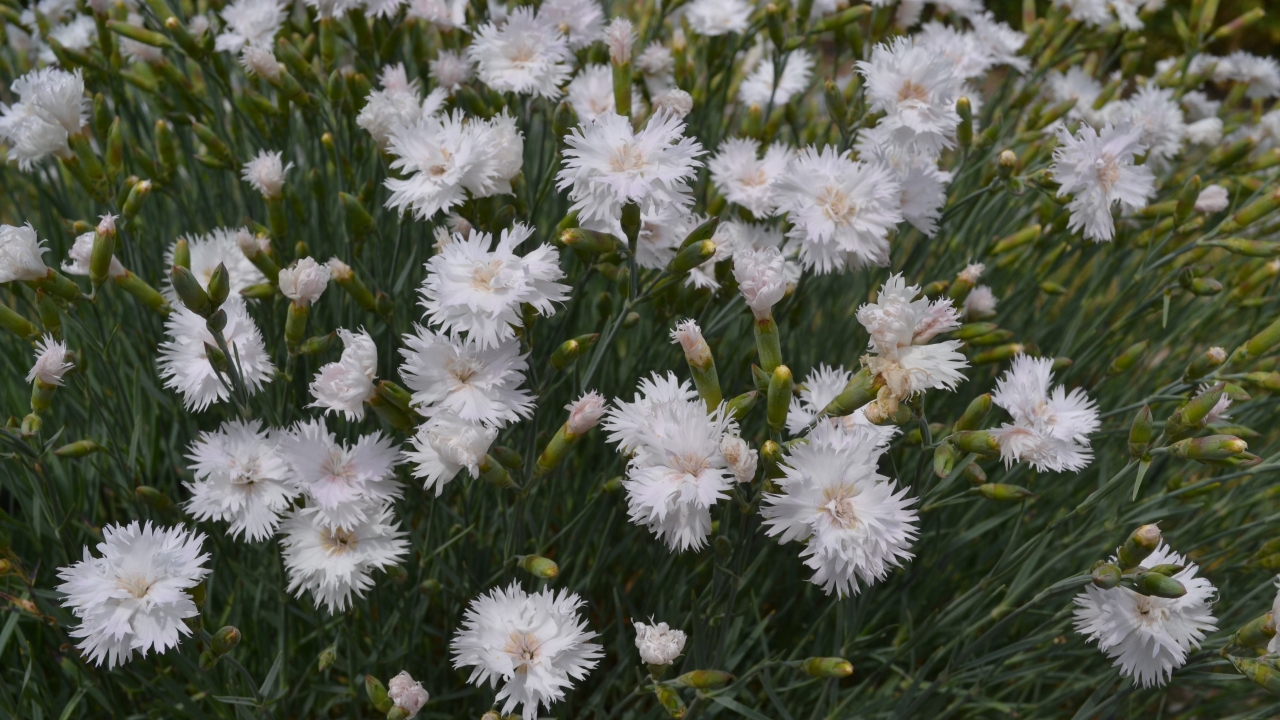 Grönt kulturarv®s fjädernejlikan 'Frösön' blommar i mängd med sina fjäderlika vita blommor med krämvit mitt. Inemellan syns outslagna knoppar och det mintgröna bladverket.