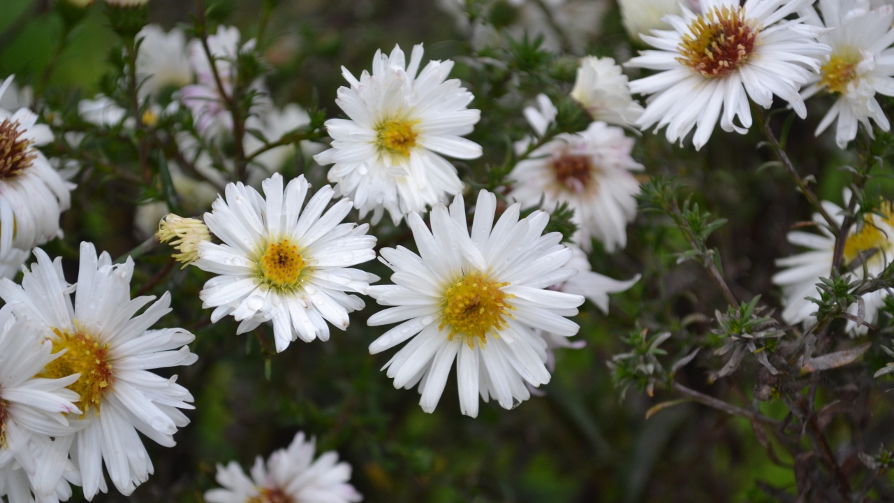 Närbild av Grönt kulturarv®s höstastern 'Frövi'. I bild syns flera vita blommor med gula eller övergående till kådfärgade diskar. Mellan blommorn syns de mörktgröna stjälkarna med täta blad som ger ett "barrigt" intryck.