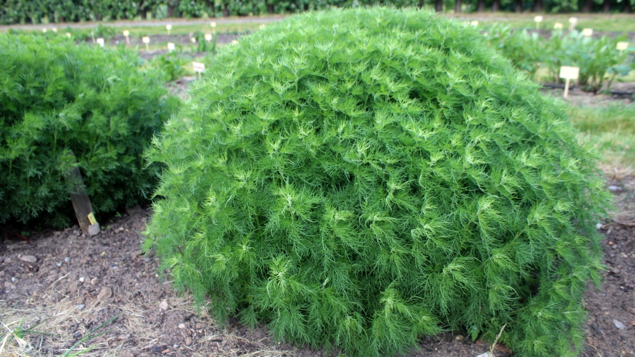 Foto av Grönt kulturarv®s åbrodd 'Predikoväcka'. Fotot visar en grön, ung åbroddsplanta med skira blad. Plantan ser ut som en grön kulle ovanpå öppen jord. Intill syns en åbrodds kulle till och i bakgrunden annat nyplanterat med fyrkantiga vita skyltar i långsmala rabatter.