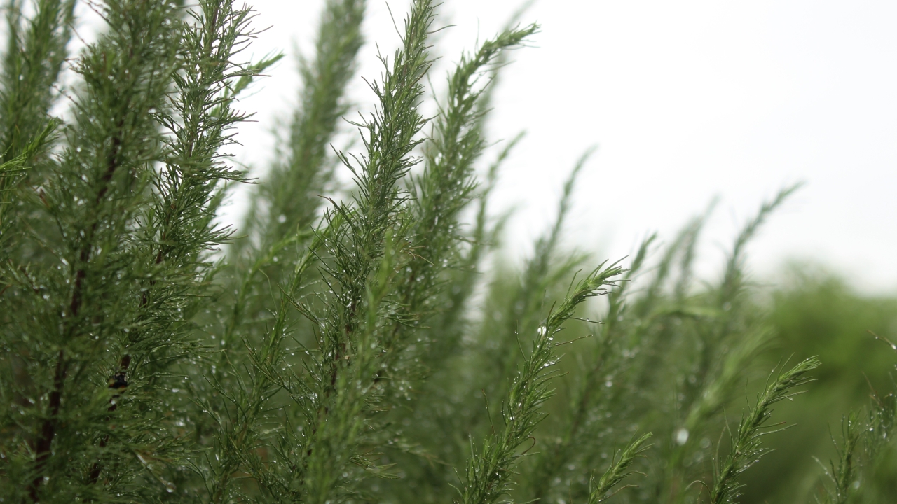 Foto av Grönt kulturarv®s åbrodd 'Predikoväcka'. Fotot visar långa uppåtgående grenar, och ger intrycket av topparna på en granskog. Det är dagg på de smala bladen och himlen i bakgrunden är vit.
