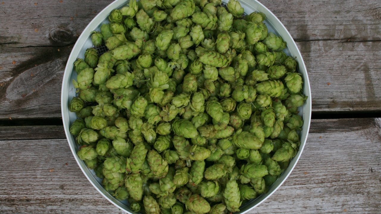 Foto av Grönt kulturarv®s humle 'Hulla Norrgård'. Fotot visar en närbild på humlekottar liggandes på ett runt, vitt såll. Sållet själv står på grånande träplankor. De gulgröna kottarna täcker upp nästan hela ytan, men inemellan syns lite nät från sållet.