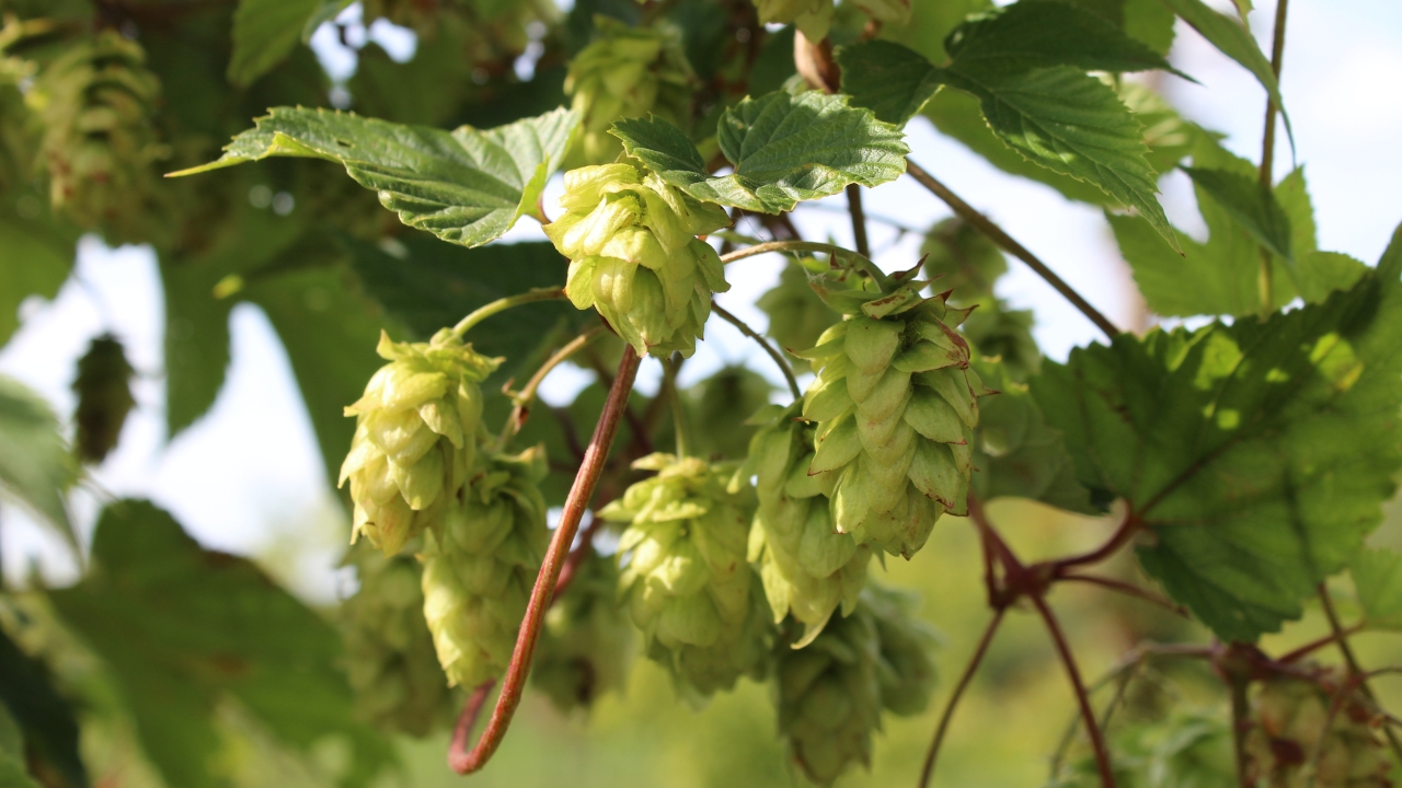 Foto av Grönt kulturarv®s humle 'Mauritz 85'. Fotot visar en närbild av hängande humlekottar på smala skaft. Kottarnas fjäll är något lösa och deras färg går i ljusgrön. bakom kottarna syns flikigt bladverk och de rödbruna rankorna.