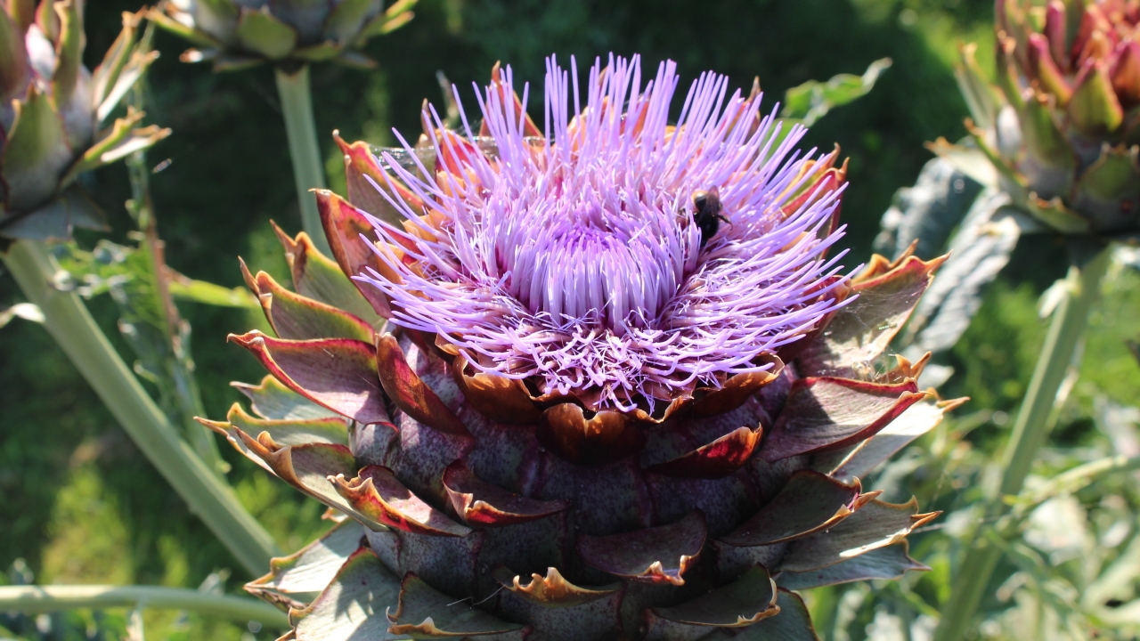 Foto av Grönt kulturarv®s kronärtskocka 'Herrgårds'. Fotot visar en blommande kronärtskocka i närbild. De spetsiga foderbladen bildar en krona där det på toppen sitter lila strålformade blomblad. En humla försöker krypa ner i blomman. I bakgrunden syns tre outslagna knoppar och kraftiga gröna stjälkar.