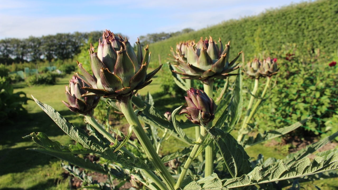 Foto av Grönt kulturarv®s kronärtskocka 'Herrgårds'. Fotot visar några kronärtskocksknoppar i närbild. De spetsiga foderbladen bildar runda kronor och de sitter högt på de kraftiga stjälkarna tillsammans med de stora flikiga bladen. I bakgrunden syns annan växtlighet i Nationella genbanken, SLU Alnarp.