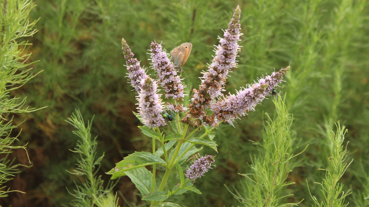Foto av Grönt kulturarv®s grönmynta 'Fägre'. Fotot visar ennärbild av en blomma som har svagt lilablommande spiror. Några flugor och en fbrun fjäril har stannat till på blommorna. I bakgrunden syns det skira, gröna bladverket från en åbrodd.