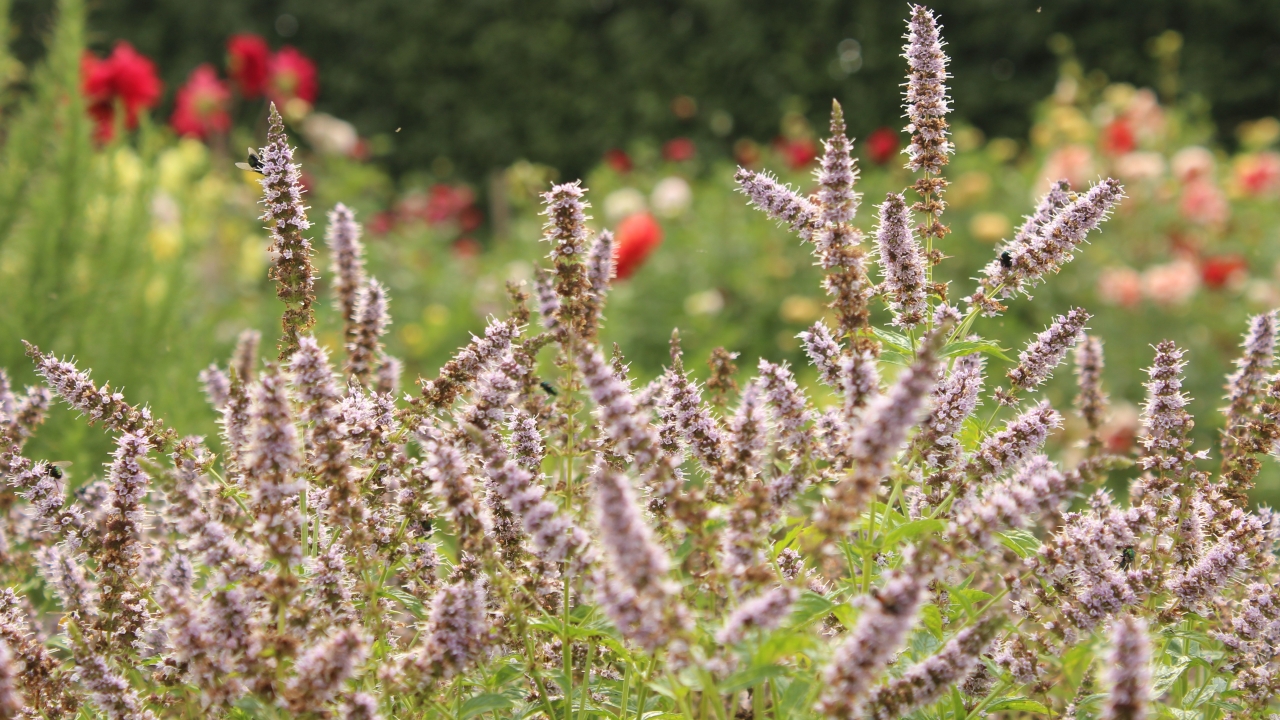 Foto av Grönt kulturarv®s grönmynta 'Fägre'. Fotot visar en mängd av nästan överblommade spirformade lätt lila blommor. Blomstjälkarna har en toppspira och underliggande blommor växer rakt ut som i en krans. Några flugor har stannat till på blommorna. I bakgrunden syns röd och vit-blommande dahlior och annan grönska i oskärpa.