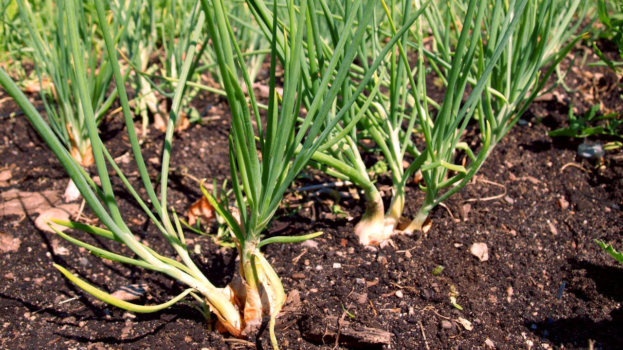 Foto av Grönt kulturarv®s potatislök 'Anna'. Fotot visar lökar med lång spretig och grön blast planterade i flera rader. Runtom syns öppen jord.