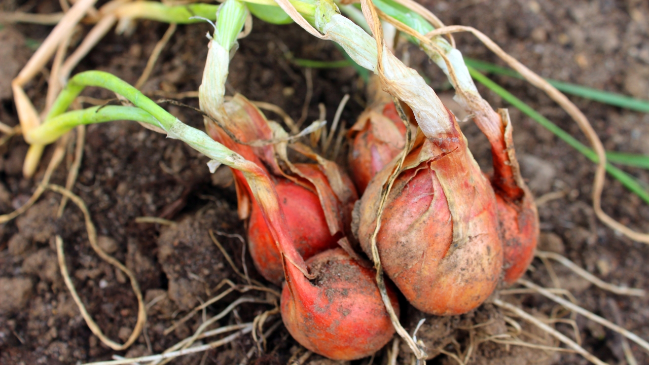 Foto av Grönt kulturarv®s potatislök 'Anna'. Fotot visar en närbild med kluster av nyskördade lökar. Lökarna är små, brunrosa och har fortfarande jord och vita rötter kvar. Blasten är grön och sirlig. I bakgrunden syns blomster av bland annat ringblomma och blåklint, ett rött hus med svart tak och vitmålade fönster syns längre bort.