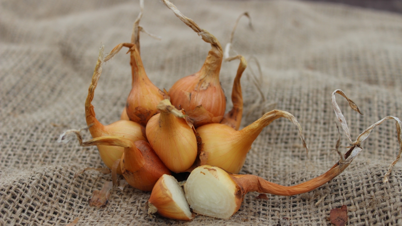 Foto av Grönt kulturarv®s potatislök 'Maglasäte'. Fotot visar ett kluster av smålökar, framför dessa ligger en delad lök som visar de vita lökringarna. Lökskalet går i gyllenbrunt och delar av stjälken finns kvar upptill. Lökarna är placerade på en juteväv.
