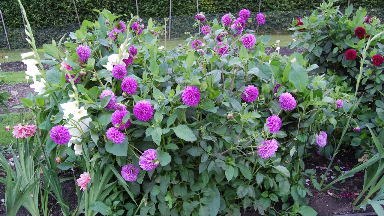 Foto av Grönt kulturarv®s dahlian 'Bonny Blue'. Fotot visar en hel planta med blå-lila bollformade och helfyllda blommor. Intill syns vit gladiolus och en dahlia med röda blommor. I bakgrunden syns ett stängsel och en grön, småbladig nyklippt häck.