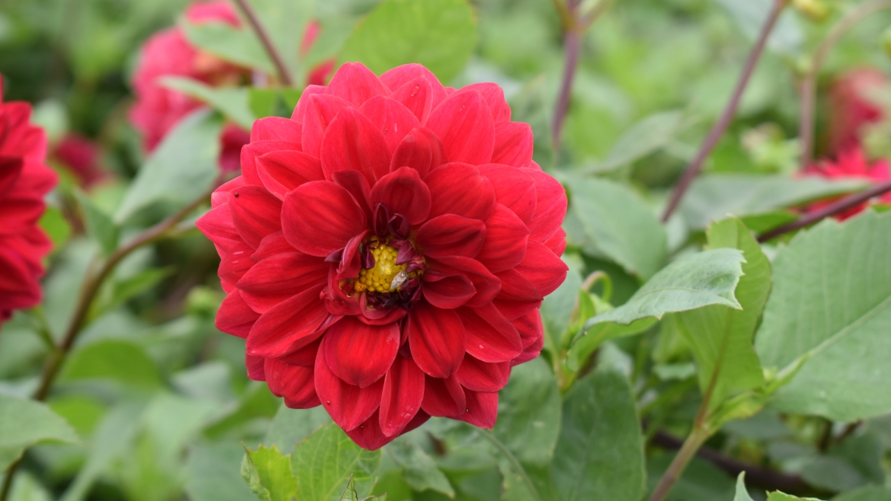 Foto av Grönt kulturarv®s dahlian 'Liseberg Röd'. Fotot visar en röd blomma med en gul knapp i mitten. Blomman är bollformad och blombladen är rundade och mjukt spetsiga likt kaninungars öron. I bakgrunden syns lila stjälkar och grönt bladverk i oskärpa.