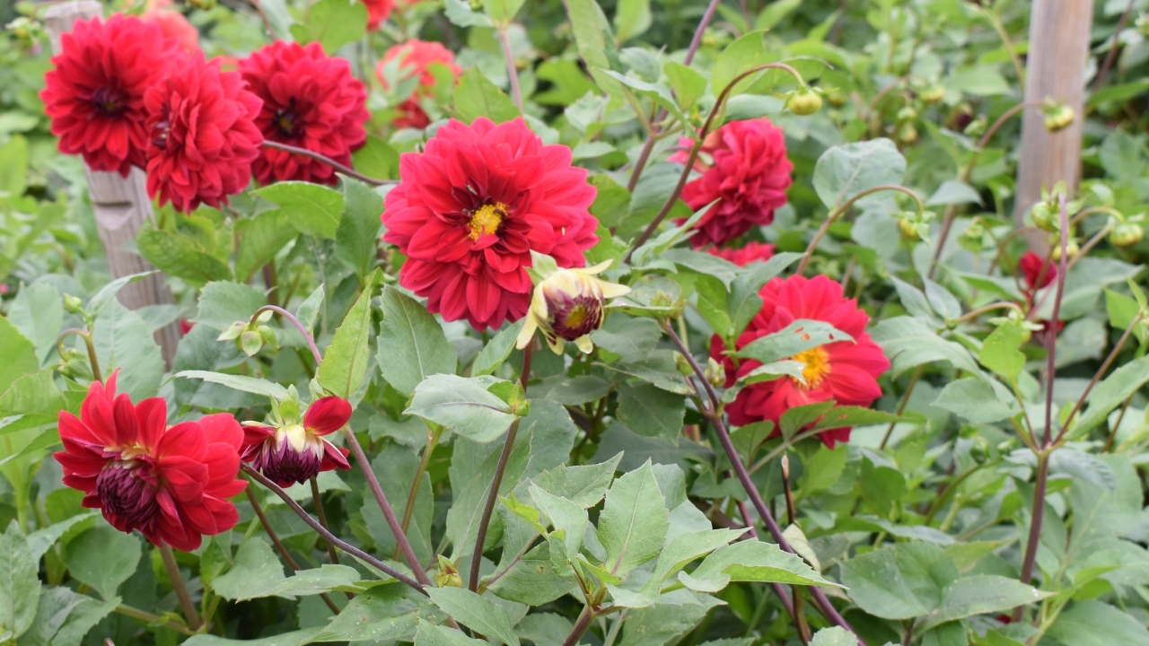 Foto av Grönt kulturarv®s dahlian 'Liseberg Röd'. Fotot visar flera röda blommor, blandat både heltfyllda och halvfyllda, de halvfyllda blommorna visar en gul knapp i mitten. Lila stjälkar och blomknoppar syns framför det gröna bladverket.