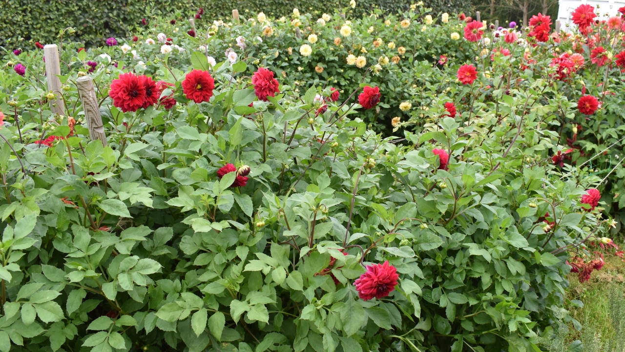 Foto av Grönt kulturarv®s dahlian 'Liseberg Röd'. Fotot visar en rödblommande dahliaplanta i en rabatt. I bakgrunden syns andra dahlior som blommar i gult, rött, vitt och lila. Framträdande i bilden är framförallt det rikligt gröna bladverket där röda bollformade blommor sitter både inuti och ovanför.