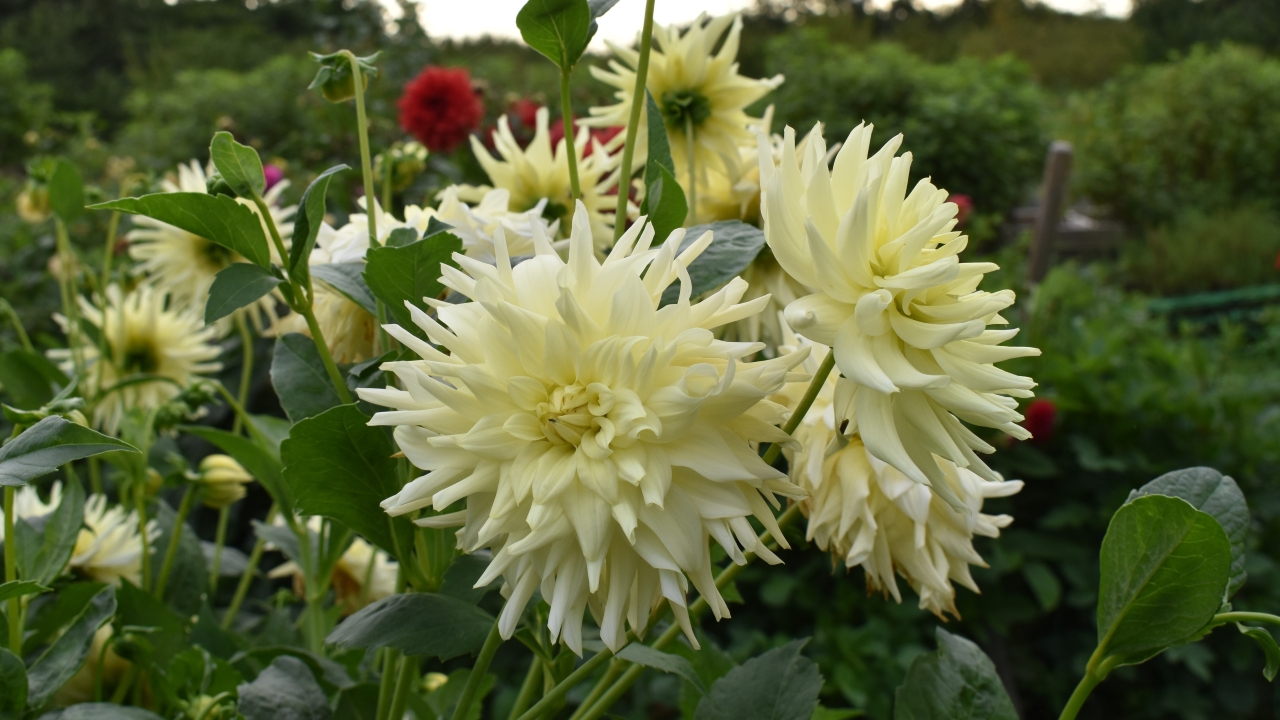 Foto av Grönt kulturarv®s dahlian 'Sonora'. Fotot visar flera kaktusdahlior med sina spretiga blomblad i olika vinklar. Blommorna är svagt pastellgula har ljust gröna stjälkar och grönt bladverk. I bakgrunden syns röda dahliablommor samt andra växter ur fokus.
