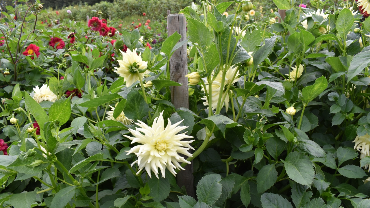Foto av Grönt kulturarv®s dahlian 'Sonora'. Fotot visar mycket av kaktusdahlians gröna bladverk, enstaka ljust pastellgula och spretiga blommor kikar fram. I bakgrunden syns en rödblommande dahlia.