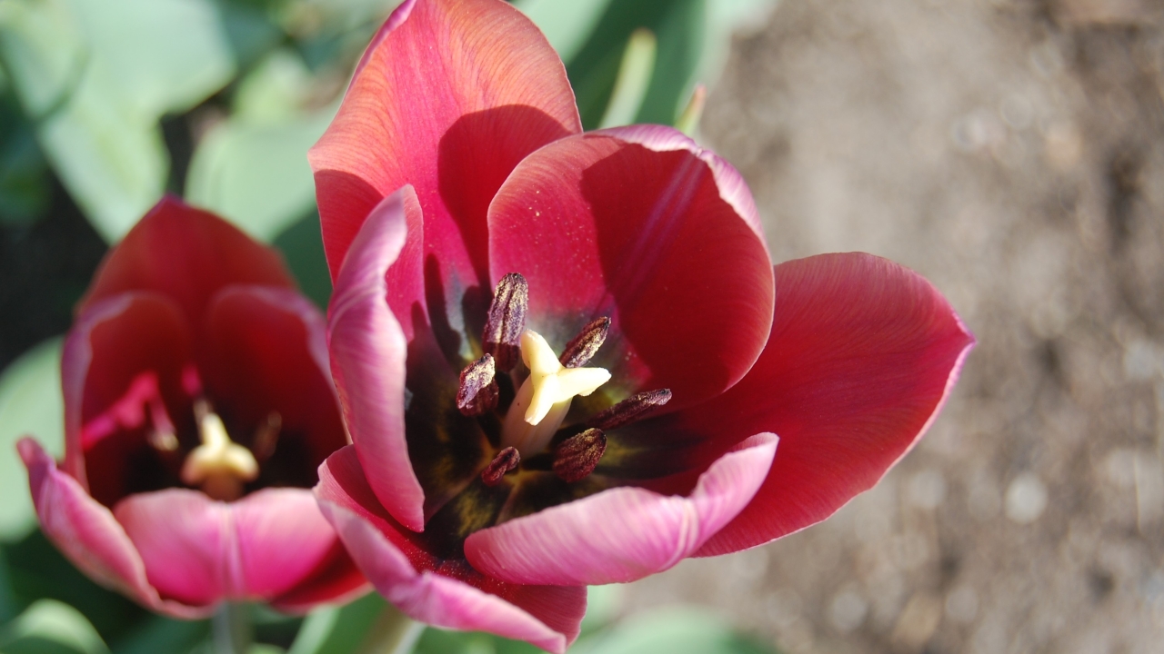 Närbild av Grönt kulturarv®s-tulpanen 'Södra Öland'. Fotot visar en utslagen blomma snett uppifrån. Det går tydligt att se de sex mörka ståndarna och den ljust gula pistilknappen. Själva blomman går i bordeuxröd till brunrött, blombladen rullar något inåt och de inre bladen är nypta i kanten och saknar spets. I bakgrunden syns en suddig blomma, samt grönt bladverk och öppen jord.