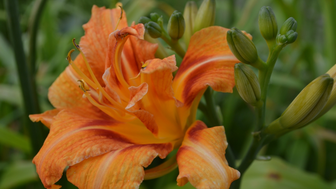 Foto av Grönt kulturarv®s brunröda daglilja 'Frösvidal'. Fotot visar en stor orange blomma med röd rand och gul mitt med långa ståndare och pistiller. Flera gröna tjocka knoppar syns intill, bakgrunden är i oskärpa, men man anar fler blommor på långa stjälkar.