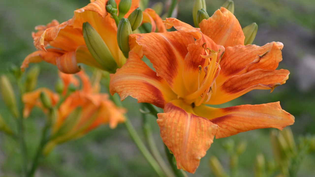 Foto av Grönt kulturarv®s brunröda daglilja 'Frösvidal'. Fotot visar en stor orange blomma med röd rand och gul mitt med långa ståndare och pistiller. Flera gröna tjocka knoppar syns intill. bakgrunden är i oskärpa, men man anar fler blommor på långa stjälkar.