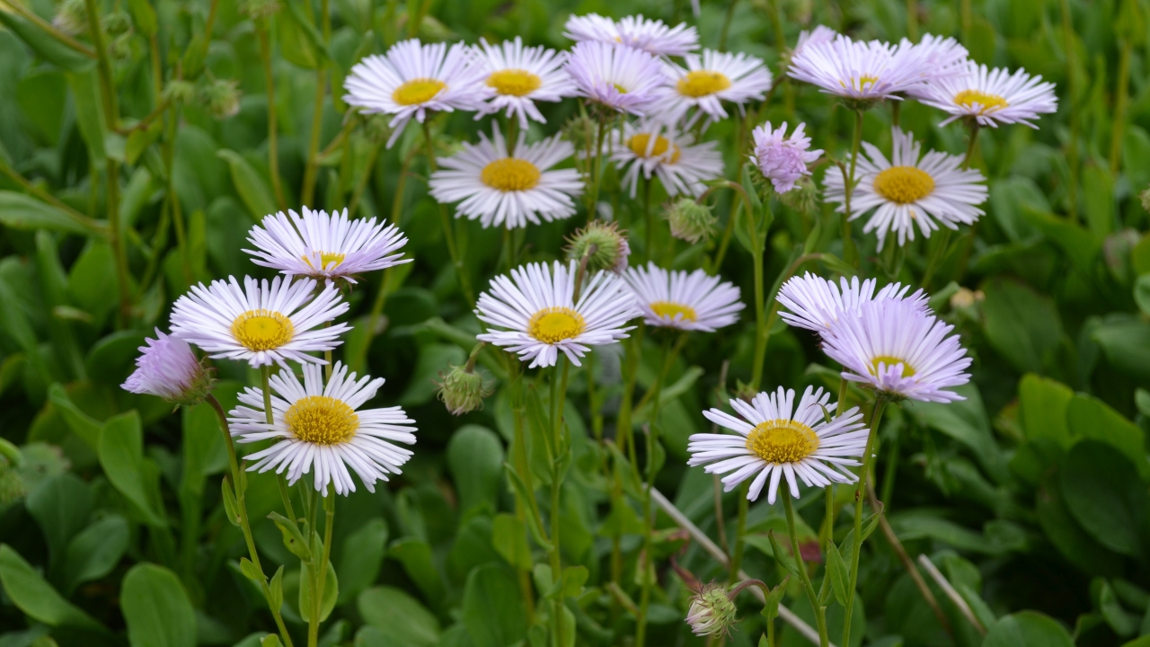 Foto av Grönt kulturarv®s strandbinka 'Fru Frida Lindström'. I bild syns en bunt prästkrageliknande blommor, men med smalare blomblad. De har en kraftig gul mitt som en knapp och blombladens färg går i ljust lila. I övriga delar av bilden syns det gröna bladverket breda ut sig som en matta.