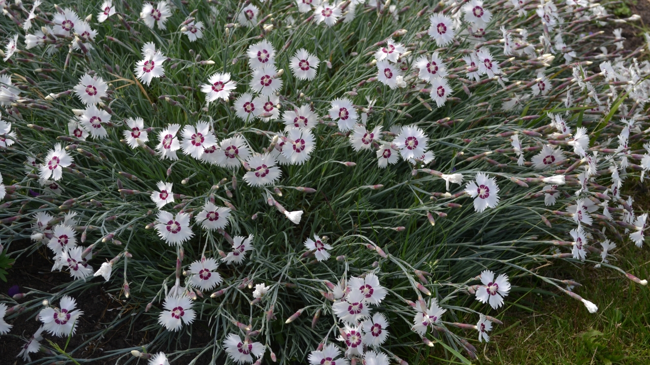 Foto av Grönt kulturarv®s fjädernejlika 'Marieberg'. I bild syns flera vita blommor med vinröd mitt. Blombladen är fransiga i ytterkant och de långa foderbladen bildar en cylinder undertill. runt om syns långa blomknoppar på långa stjälkar och smalt grågrönt bladverk.