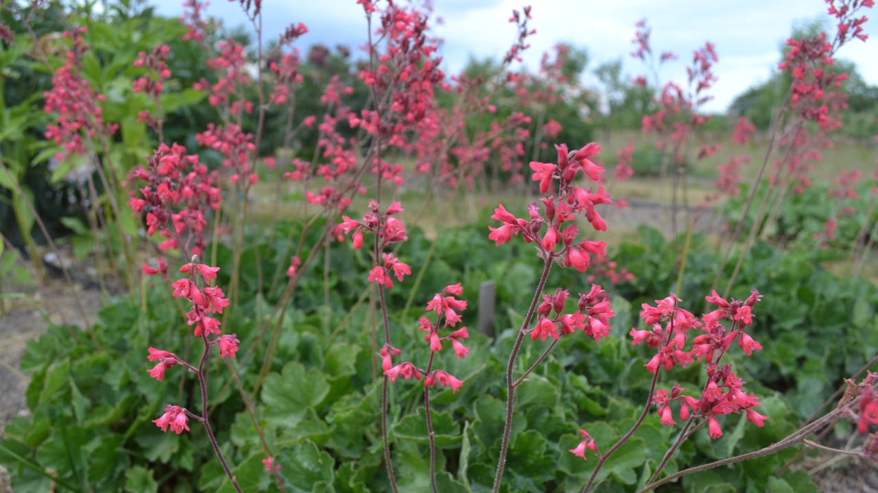 Foto av Grönt kulturarv®s blodalunrot 'Smedsberget'. Fotot visar rosa små klockformade blommor utspridda på långa mörkröda stjälkar både i närbild och i bakgrunden. Under de långa stjälkarna ligger bladverket tätt mot marken och bildar en stor grön matta. I bakgrunden syns grön växtlighet och öppen jord i rabatter i oskärpa.