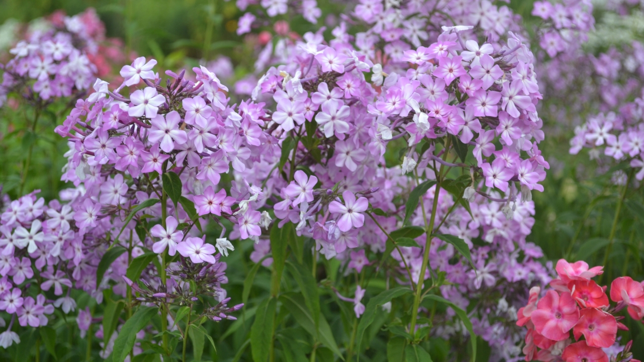 Foto av Grönt kulturarv®s höstflox ’Alma Jansson’. Fotot visar flera blommande flox på långa stjälkar. Blommorna är lätt lila med spretigt vitt öga. Runt om syns de runda stjälkarna med långa och hängande, spetsiga blad. I bakgrunden syns flera blommor i oskärpa.