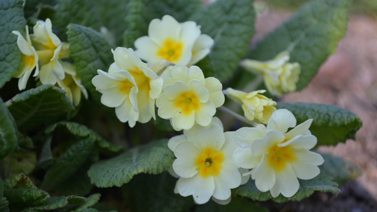 Foto av Grönt kulturarv®s jordvivan 'Rut'. Fotot visar tydligt de trumpetliknande dubbla blommorna som går i pastellgult. Det gröna bladverket med tydliga ådringar sitter i en tät bladrosett.