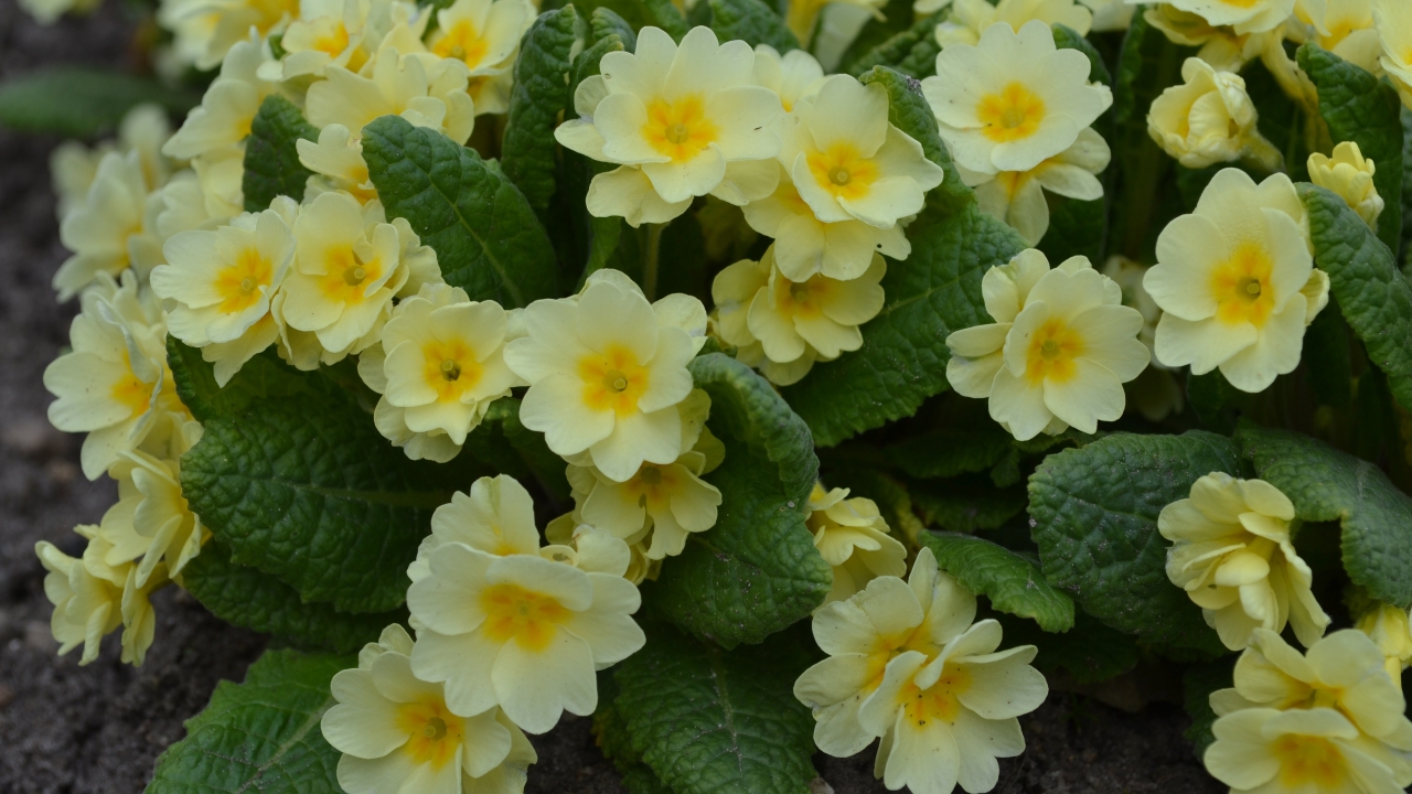 Foto av Grönt kulturarv®s jordvivan 'Rut'. Fotot visar flera rosetter med utslagna dubbla pastellgula blommor. Mellan blommorna sticker det ut gröna blad med tydliga ådringar.