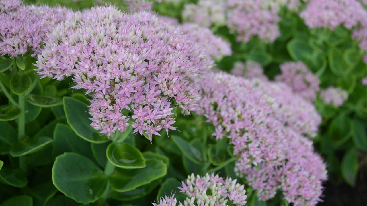 Foto av Grönt kulturarv®s kinesisk kärleksört 'Granlunda'. Närbild av små tättsittande rosavita stjärnformade blommor, undertill syns det tjocka bladverket tillsammans med kraftiga stjälkar.