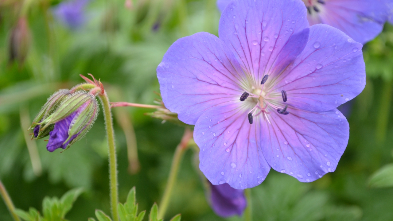 Närbild av Grönt kulturarv®s praktnävan 'Sörmjöle'. En fullt utslagen violett blomma med röda bladnerver syns lysa mot det ljust gröna och flikiga bladverket i bakgrunden. En nickande outslagen knopp syns intill.