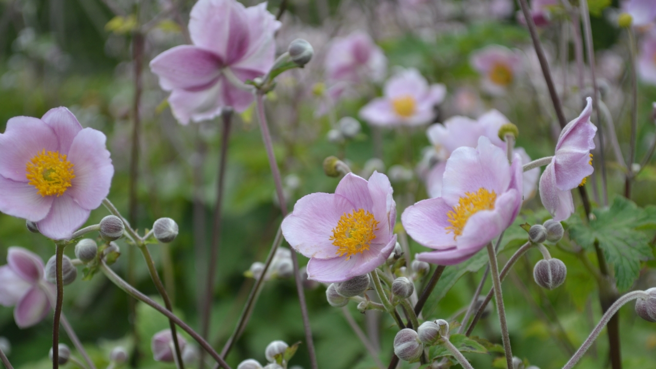 Foto av Grönt kulturarv®s silvrig höstanemon 'Föräldrahemmet'. Fotot visar en närbild på stora lätt lilapudrade blommor och runda stora knoppar på långa stjälkar.  Blombladen är stora och rundade, i mitten av blomman sitter mängder av gyllengula flygiga pistiller. I bakgrunden syns fler blommor och stjälkar i oskärpa.