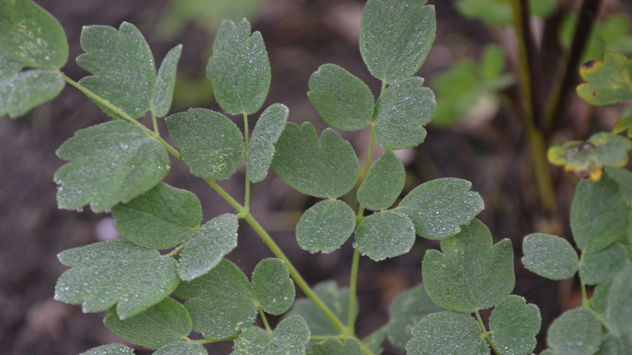 Foto av Grönt kulturarv®s stor kustruta 'Rospiggen'. Bilden visar en närbild av det dammgröna bladverket. Bladskaften sitter parallellt bladen är något rundade och mjuka i kanterna. På bladen anas lite morgondagg och i bakgrunden syns öppen jord.