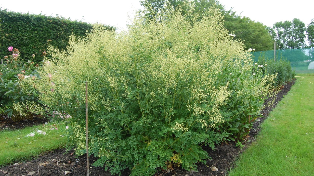 Foto av Grönt kulturarv®s stor kustruta 'Rospiggen'. Bilden visar en stor kustruteplanta i en långsmal rabatt. I botten syns det gröna flikiga bladverket, medan den övre delen är översållade av ljusgula och skira vippor. I bakgrunden syns en pion, delar av en grön häck, träd och ett grönt stängsel. Bredvid rabatten syns en frodigt grön gräsmatta.